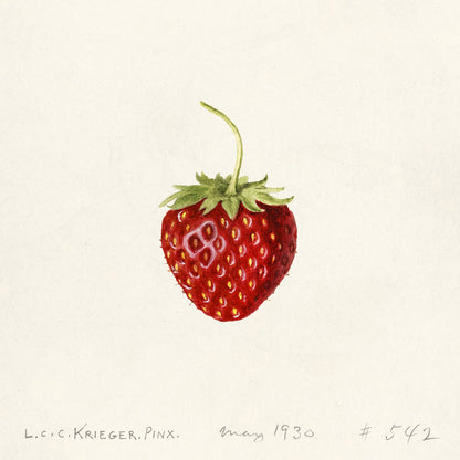 "Strawberry" (1930s) | Vintage kitchen prints | Louis Krieger Posters, Prints, & Visual Artwork The Trumpet Shop   