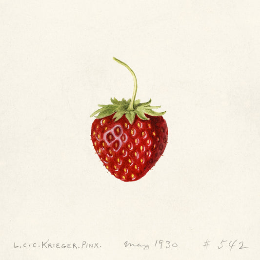 "Strawberry" (1930s) | Vintage strawberry art prints | Louis Krieger Posters, Prints, & Visual Artwork The Trumpet Shop   