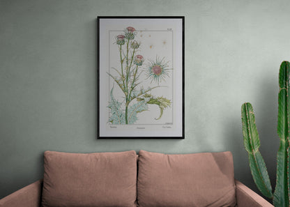 Thistle flower (1890s) | Lounge wall art prints | Maurice Pillard Verneuil Posters, Prints, & Visual Artwork The Trumpet Shop   