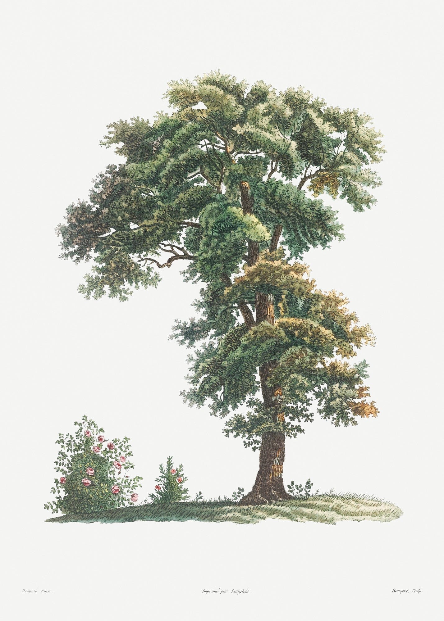 Tree botanical art print (1800s) | Pierre-Joseph Redouté Posters, Prints, & Visual Artwork The Trumpet Shop Vintage Prints   