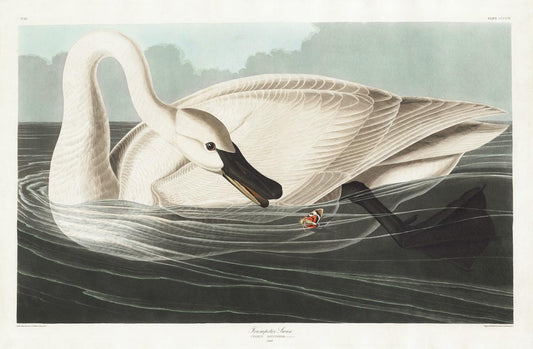 Swan artwork (1920s) | John James Audubon Posters, Prints, & Visual Artwork The Trumpet Shop   