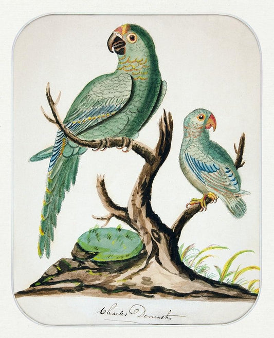 Two sage green parrots (1900s) | Vintage bird prints | Charles Demuth Posters, Prints, & Visual Artwork The Trumpet Shop   
