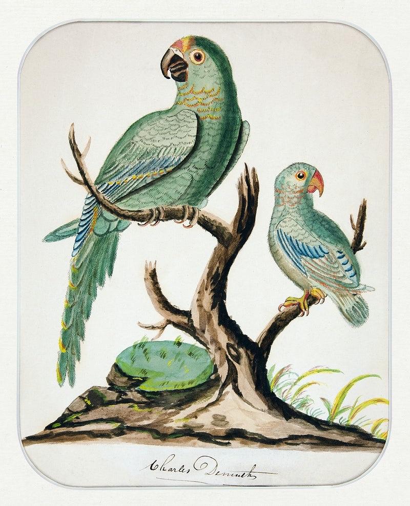 Sage green parrots artwork (1900s) | Charles Demuth Posters, Prints, & Visual Artwork The Trumpet Shop   