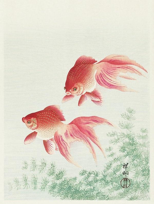Two veil goldfish (1920s) | Japanese prints | Ohara Koson Posters, Prints, & Visual Artwork The Trumpet Shop   