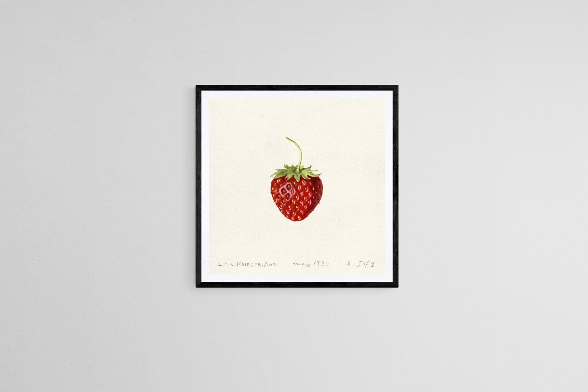 Strawberry artwork (1930s) | Louis Krieger Posters, Prints, & Visual Artwork The Trumpet Shop   