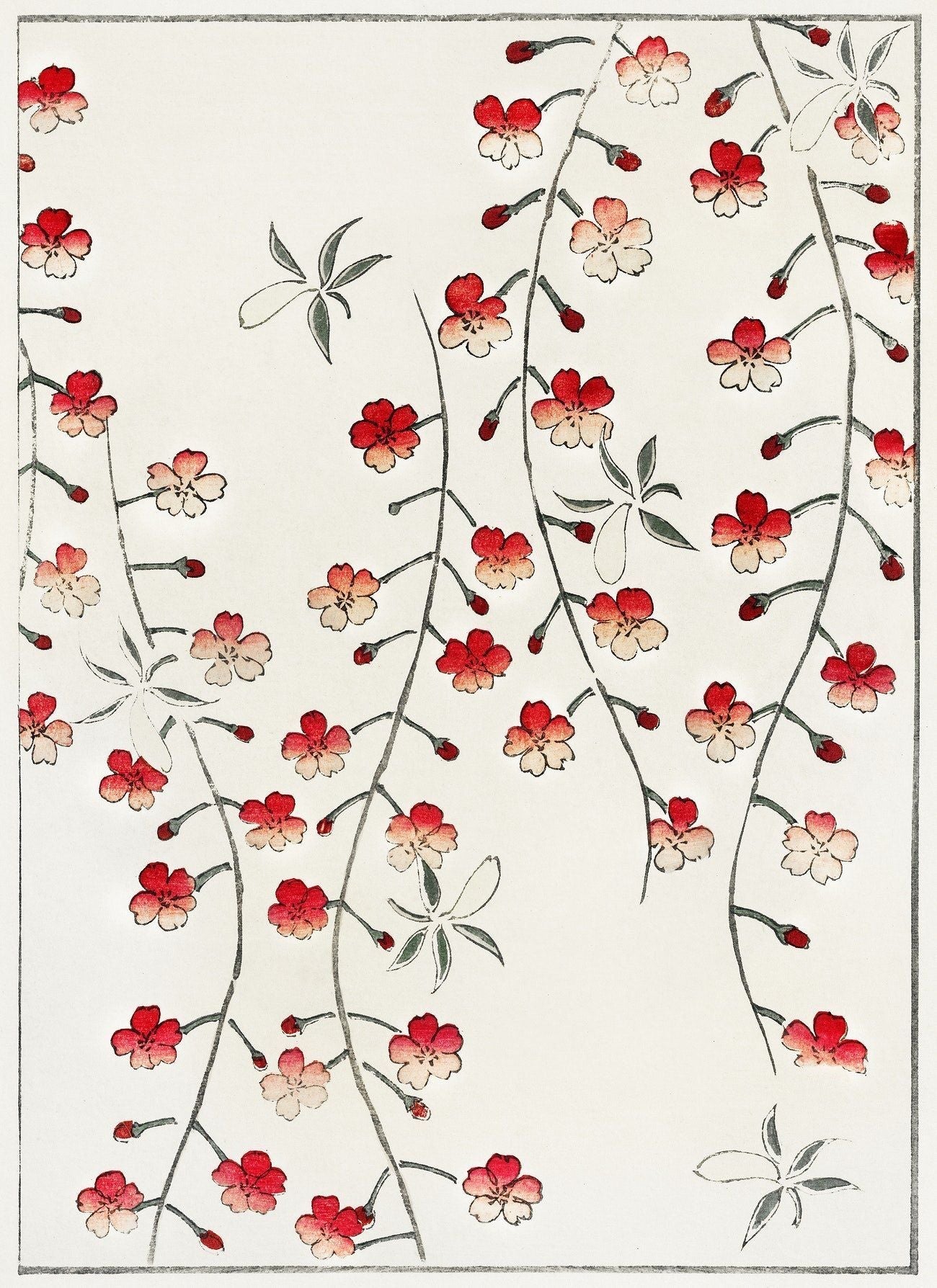 Cherry blossom print (1890s) | Watanabe Seitei